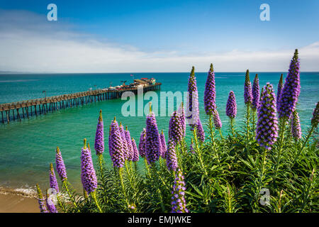 Purple flowers and view of the pier in Capitola, California. Stock Photo