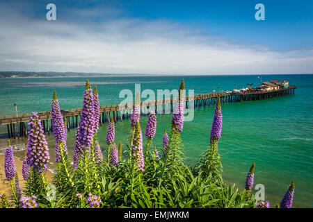 Purple flowers and view of the pier in Capitola, California. Stock Photo