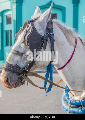 Close-up of the head and neck of a white horse with blinders on that pulls a horse-drawn taxi surrey in Cuba. Stock Photo