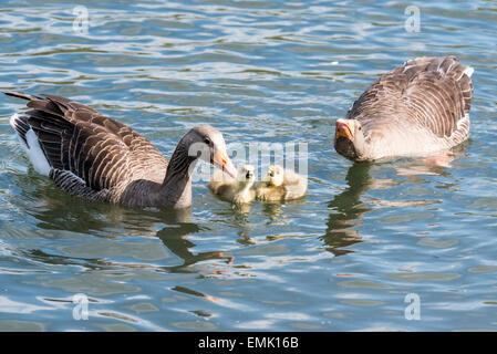 A pair of Greylag geese with two chicks swimming.  One of the adults is in an aggressive pose Stock Photo