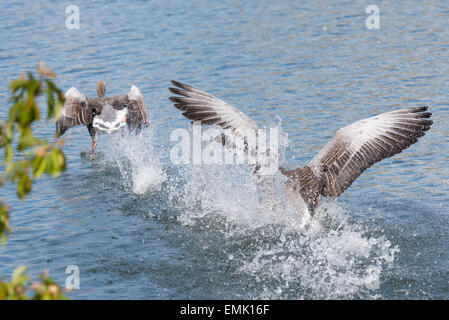 A Greylag Goose with chicks chasing off another goose that got to close Stock Photo
