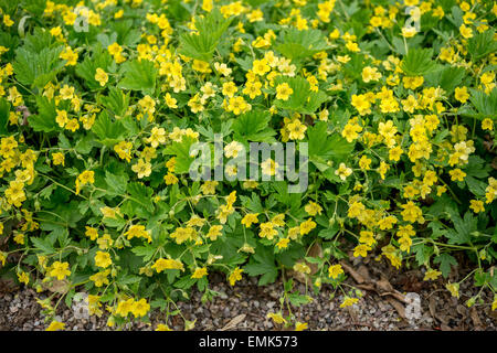 Waldsteinia geoides yellow spring flowers and green leaves Stock Photo