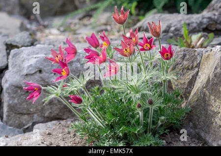 Red pasque flowers Pulsatilla vulgaris rode klokke Stock Photo