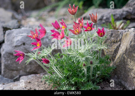 Red pasque flowers Pulsatilla vulgaris rode klokke Stock Photo