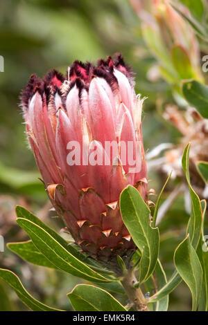 Flower of a Protea (Protea sp.), Cape Region, South Africa Stock Photo