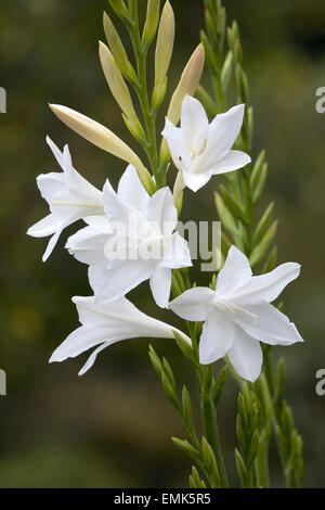 Watsonia (Watsonia borbonica), Cape Region, South Africa Stock Photo