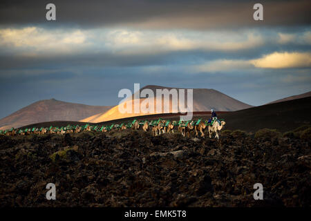 Caravan, Touareg leads dromedaries and camels to the tourist station in the morning light, Fire Mountains National Park Montaña Stock Photo