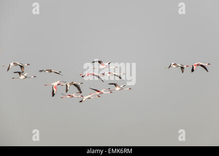 American Flamingo (Phoenicopterus ruber) colony in flight, Little Rann of Kutch, Gujarat, India Stock Photo