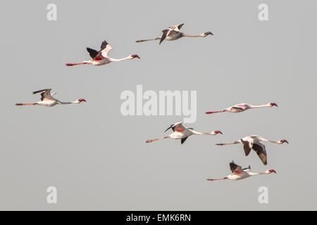 American Flamingo (Phoenicopterus ruber) colony in flight, Little Rann of Kutch, Gujarat, India Stock Photo