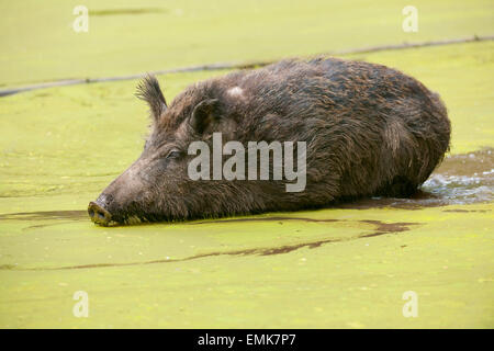 Wild boar (Sus scrofa) crossing a shallow pond, captive, Hesse, Germany Stock Photo