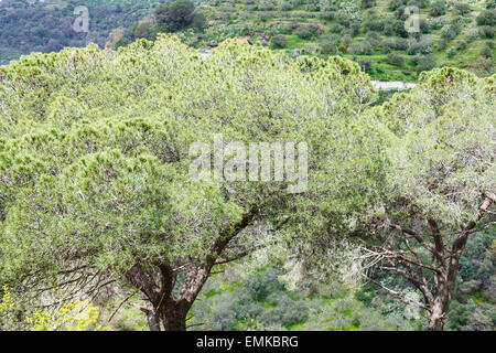 italian stone pine trees in Sicily in spring Stock Photo