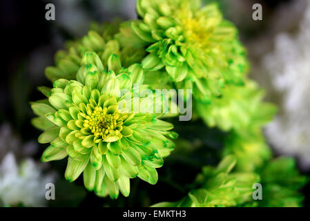 Green Chrysanthemum close up Stock Photo