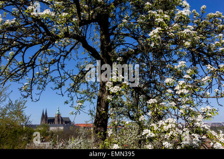 View of Prague Castle from Petrin hill blooming, romantic springtime,  Prague spring, Czech Republic Stock Photo