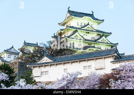 Tourist attraction Himeji castle in Japan. Blue hour view just after sunset of the keep towering over inner walls and cherry blossoms in foreground. Stock Photo