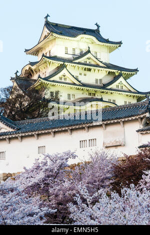 Tourist attraction Himeji castle in Japan. Blue hour view just after sunset of the keep towering over inner walls and cherry blossoms in foreground. Stock Photo