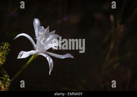 Wild daffodil on dark background Stock Photo