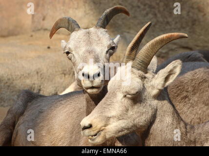 Two Bighorn ewes (Ovis canadensis) Stock Photo