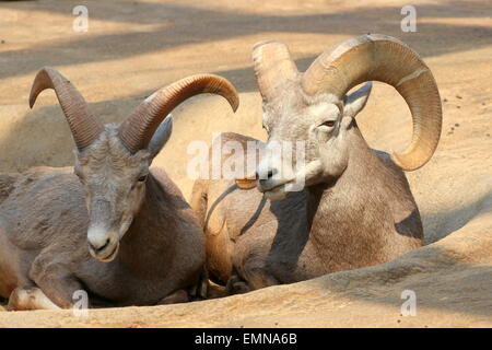 Two  Bighorn sheep (Ovis canadensis) resting Stock Photo