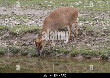 Female Reeve's muntjac deer (Muntiacus reevesi) drinking water Stock Photo