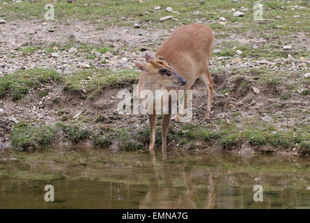 Female Reeve's muntjac deer (Muntiacus reevesi) drinking water Stock Photo