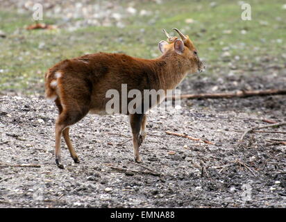 Female Reeve's muntjac deer (Muntiacus reevesi) drinking water Stock Photo