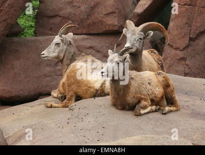 Three Bighorn sheep (Ovis canadensis), a ram and two ewes Stock Photo