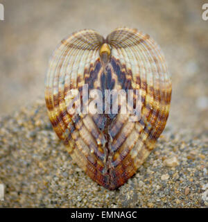 Symmetry of sea shell on the beach - Rough cockle (Acanthocardia tuberculata) Stock Photo