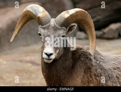 Mature male Bighorn sheep (Ovis canadensis) Stock Photo