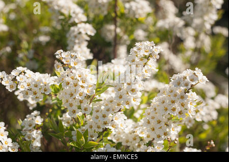 White small flowers of flowering herbaceous spirea shrub Spiraea arguta Bridal Wreath Stock Photo