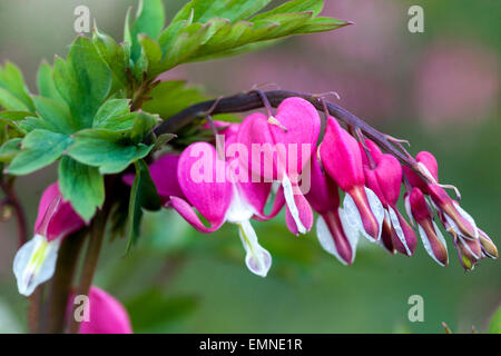 Dicentra spectabilis Lamprocapnos spectabilis Bleeding Heart Stock Photo