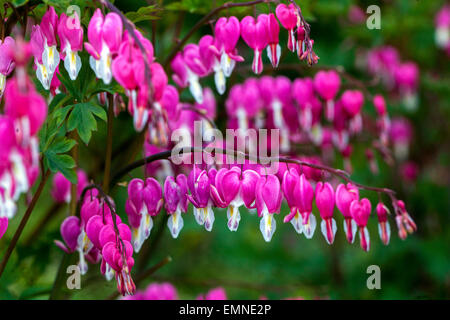 Dicentra spectabilis Lamprocapnos spectabilis White Purple Bleeding Hearts April Flowers Arching Stems Heart-Shaped Rose-Red Purple-Pink Flowers Hang Stock Photo