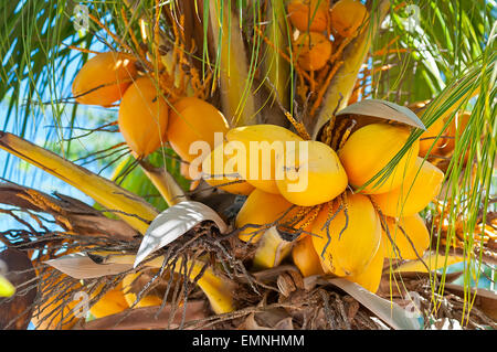 Coconut Palm tree at Aruba Stock Photo