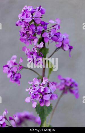 Lunaria annua, called honesty or annual honesty Stock Photo