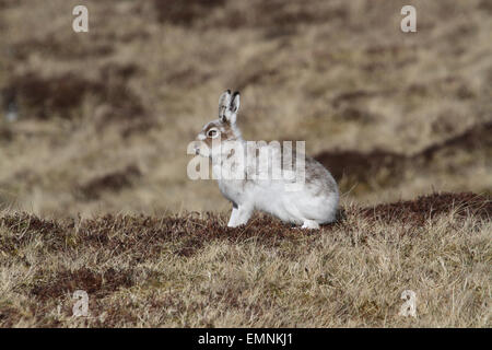 Mountain Hare in winter coat in Scotland Stock Photo