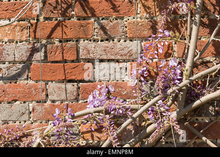 Old Victorian walled garden exposed red brickwork with masses of old holes banged into mortar for vine tie back to wisteria Stock Photo