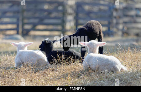 Four lambs from behind, laying down in the meadow a sunny day Stock Photo