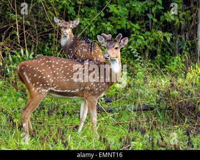 Spotted Deer In Nagarhole National Park Karnataka