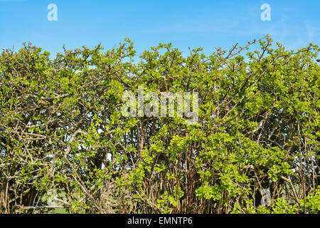 Native Hawthorn Hedge with fresh green spring leaves against blue sky Stock Photo