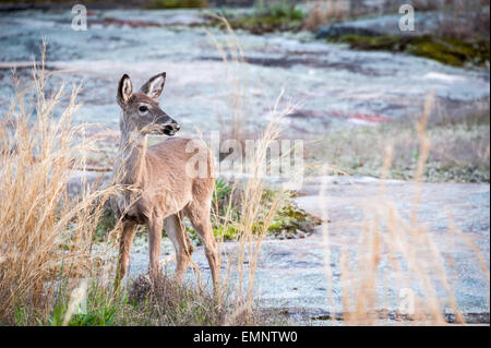 A lone Whitetail deer stands on a stone outcropping at dusk in Stone Mountain Park near Atlanta, Georgia, USA. Stock Photo