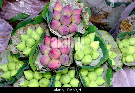 Bangkok, Thailand:  Bunches of pink and green Lotus buds on display at the Bangkok flower market on Thanon Chakaphet Stock Photo