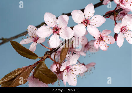Pink flowers on a cherry plum tree, Prunus cerasifera "Pissaardii", with dark red leaves flowering in early spring Stock Photo