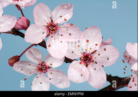 Pink flowers on a cherry plum tree, Prunus cerasifera "Pissaardii", with dark red leaves flowering in early spring Stock Photo
