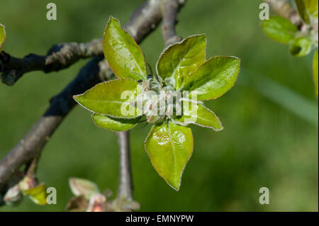 Green apple buds of flowers and leaves, green cluster, opening in spring sunshine on the tree Stock Photo