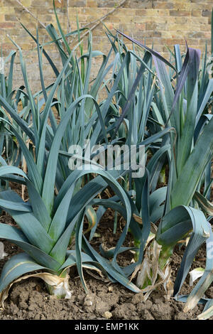 Leeks Plot Leeks growing on a vegetable plot. Variety Musselburgh Stock Photo - Alamy