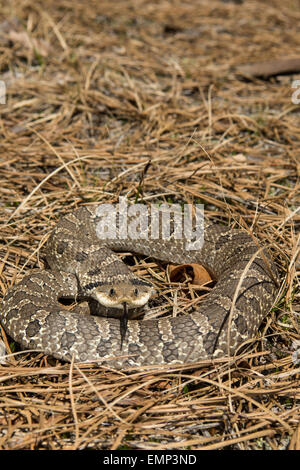 Eastern Hognose Snake Stock Photo