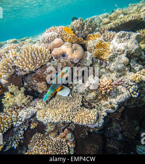 Red sea coral reef Stock Photo