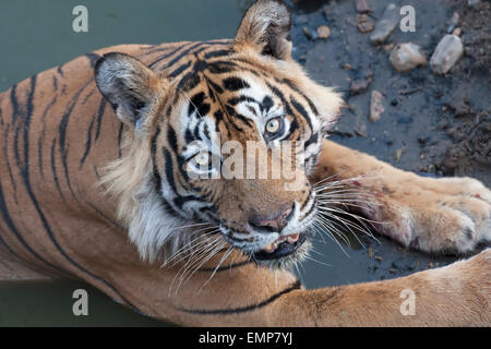 Royal Bengal Tiger or Panthera tigris tigris in water body at Rahthambhore National Park Rajasthan India Stock Photo