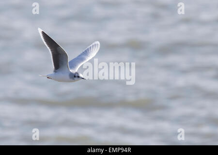 Little Gull in adult winter plumage flying, Cornwall, England, UK. Stock Photo