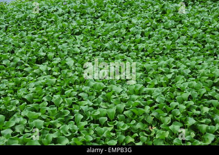 Green plants for better planet Stock Photo