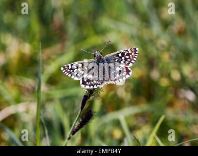 Grizzled Skipper butterfly. Denbies Hillside, Ranmore Common, Surrey, England. Stock Photo